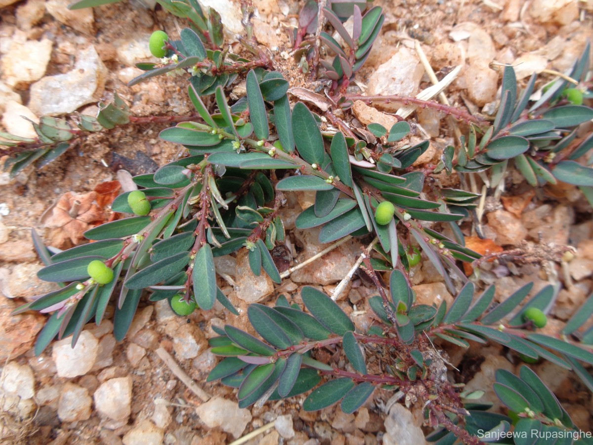 Phyllanthus urinaria L.